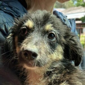 FRANCIE (♀) - RBB 07/24