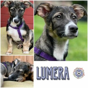 LUMERA (♀) in 21493 Möhnsen - vermittelt