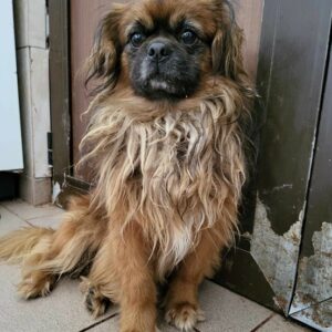 JORDY (♂) - vor Ort vermittelt 06/24