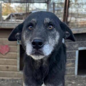 GUISEPPA (♀) - seit mind. 2022 im Shelter