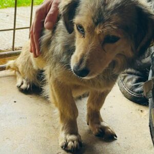 MONI (♀) - vermittelt MD