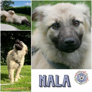 NALA (♀) in 21493 Möhnsen - vermittelt