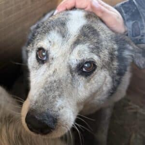 SNOWIE (♀) - seit 2022 im Shelter