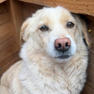 ARTJOM (♂) - seit mind. 2022 im Shelter