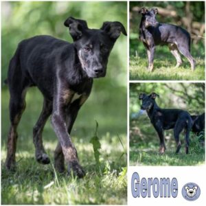 Gerome (♂) in 99448 Kranichfeld - vermittelt