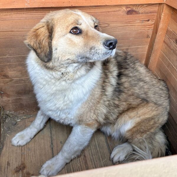 AZAD (♂) – Bild 4