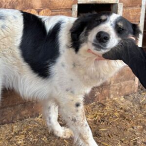SWEETI (♀) - seit 2024 im Shelter (seit Welpe an) - krummes Vorderbein - reist auf Pflegestelle PLZ 21 - SE 13.06.