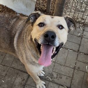 SPIKE (♂) - schont linkes Hinterbein