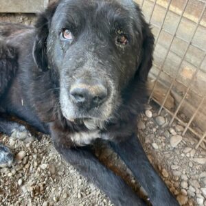 TOLIS (♂) - RBB 09/24