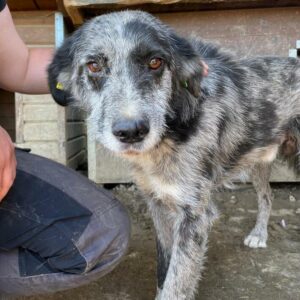 ALADIN (♂) - RBB 07/24