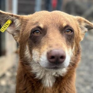 PAZNIC (♂) - ausgereist zum TST