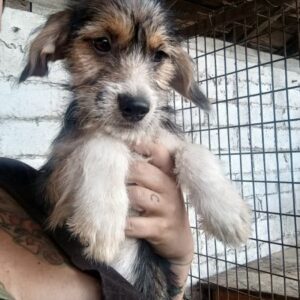 HEDWIG (♀) - reserviert Tierhilfe Lebenswert DR - vermittelt