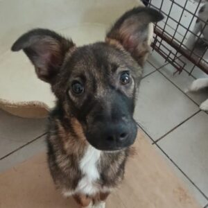 BILBO (♂) – reserviert Tierhilfe Lebenswert DR - vermittelt