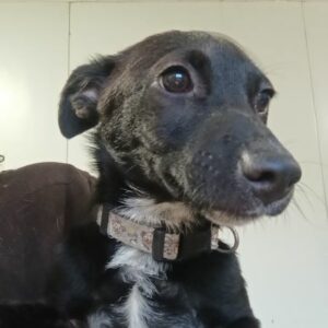 PIAF (♀)- reserviert Tierhilfe Lebenswert DR - vermittelt