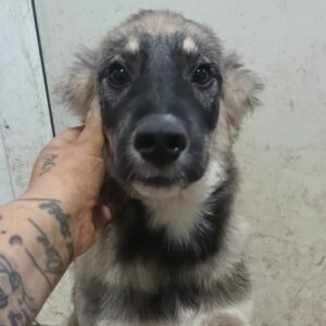 MIROO (♂) - reserviert Tierhilfe Lebenswert DR - vermittelt