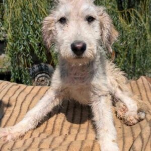 WHOOSH (♂) - RBB 08/24