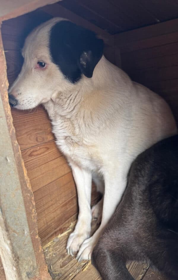 NADIA (♀) – Bild 2
