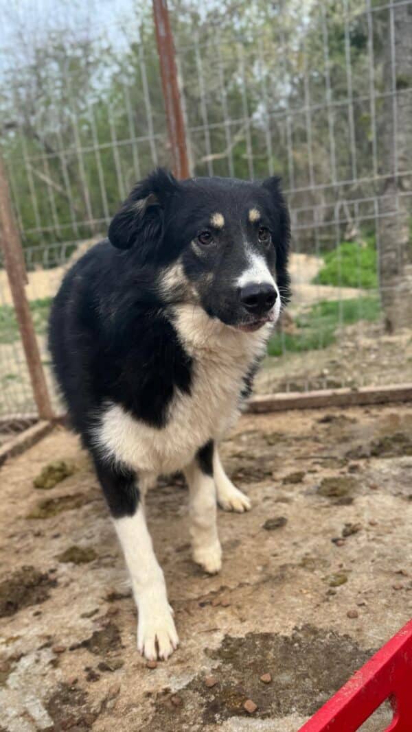 FYNN (♂) – Bild 2