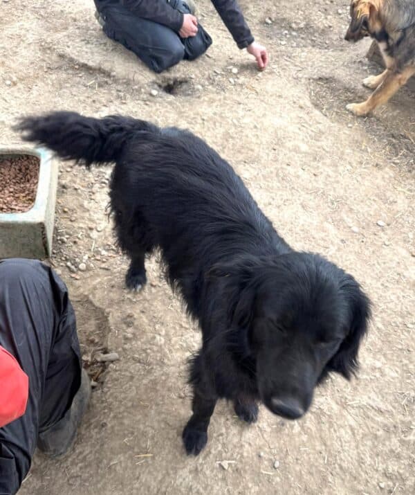 ASMO (♂) – Bild 2