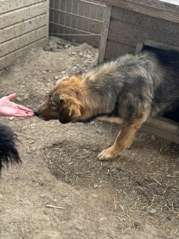 BELLA (♀) – Bild 4