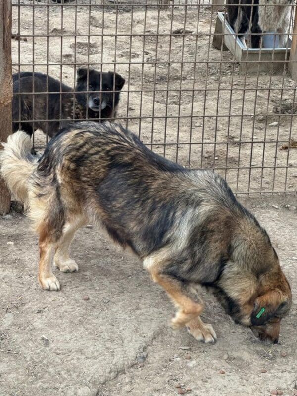 BELLA (♀) – Bild 5