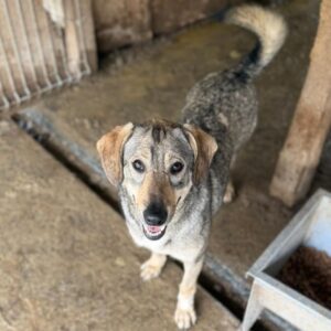 PUNITA (♀) - seit Welpe an im Shelter