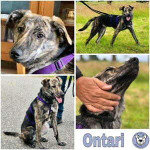 Ontari (♀) in 24229 Strande - vermittelt