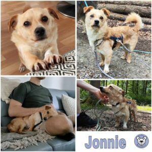 Jonnie (♂) in 63773 Goldbach - vermittelt