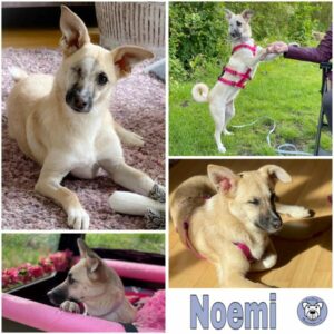 Noemi (♀) 47918 Tönisvorst - vermittelt