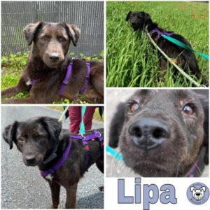 Lipa (♀) in 56566 Neuwied - vermittelt