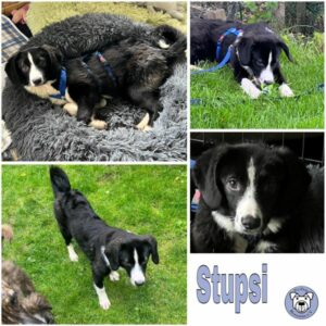 Stupsi (♀) in 92637 Weiden  - vermittelt