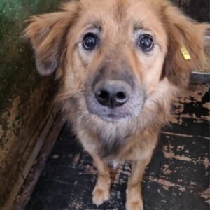 HOPPAS (♂) -  auf PS im PLZ Bereich 32 - vermittelt