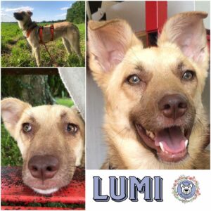 LUMI (♀) in 86830 Schwabmünchen - vermittelt