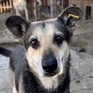 HARPER (♂) - seit mind. 2020 im Shelter