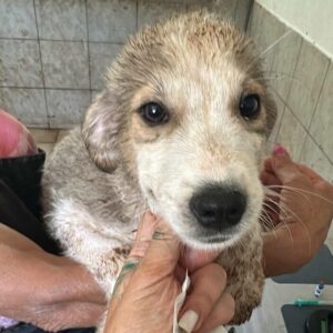 JOAH (♂) - RBB 08/24