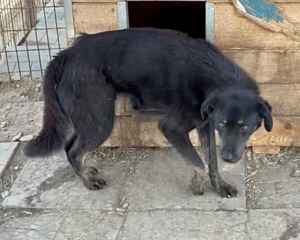 MILAT (♂) – Bild 2