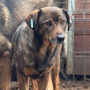 SALINA (♀) - seit 2020 im Shelter