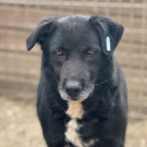 ALUX (♀) - seit 2020 im Shelter