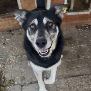 TAMA (♀) - Notfall - linke Vorderpfote defekt