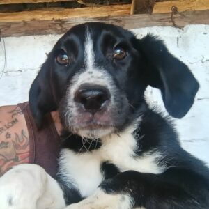 JULY (♀) - reserviert Tierhilfe Lebenswert DR - vermittelt