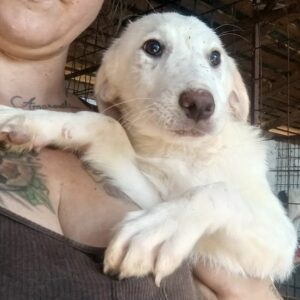 NANUQ (♂) - reserviert Tierhilfe Lebenswert DR - vermittelt