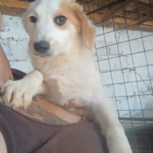 KATNISS (♀) - reserviert Tierhilfe Lebenswert DR - vermittelt