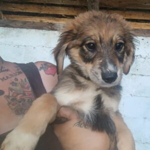 NITHA (♀) - reserviert Tierhilfe Lebenswert DR - vermittelt