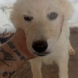 CAMILLE (♀) - auf PS im PLZ Bereich 74 - vermittelt