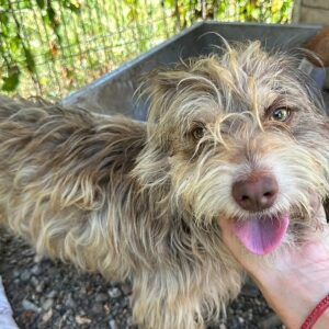 BARDI (♂) - vermittelt LS