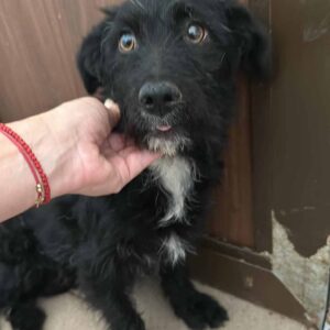 KONNI (♀) - vermittelt Betty