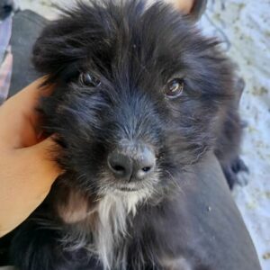 EMMELINE (♀) - RBB 08/24