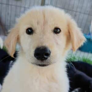 CLOUD (♀) - reserviert Tierhilfe Lebenswert DR - vermittelt