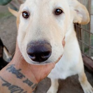 FLY (♂) - reserviert Tierhilfe Lebenswert DR - vermittelt