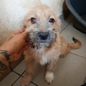 EMMCHEN (♀) - reserviert Tierhilfe Lebenswert DR - vermittelt